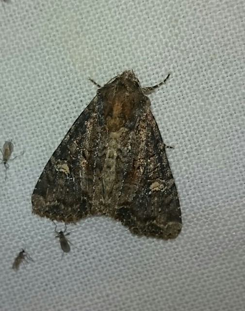 Mesapamea secalella/secalis