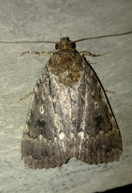 Amphipyra berbera/pyramidea