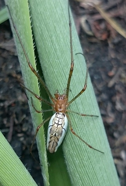 Tetragnatha montana - hegyi állaspók