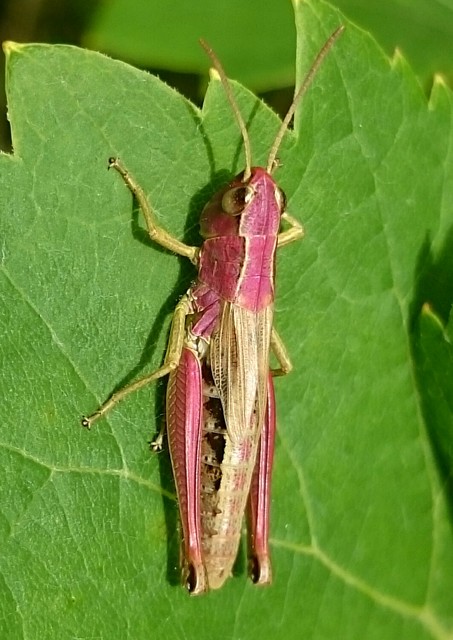 Pseudochorthippus parallelus - közönséges rétisáska