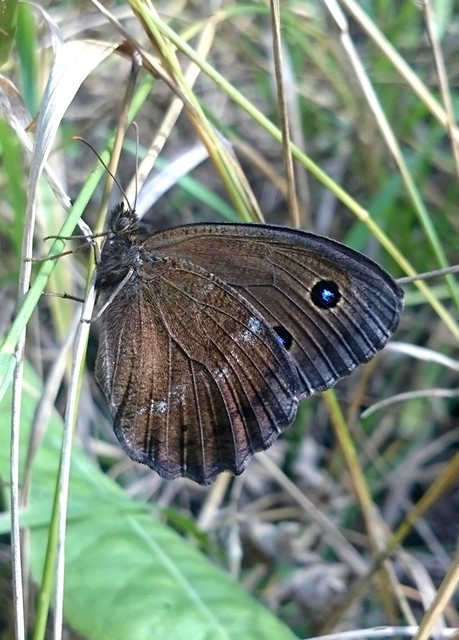 Minois dryas - fekete szemeslepke