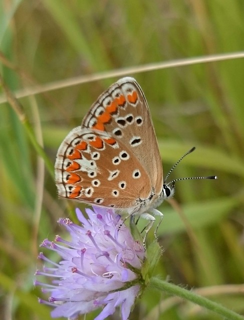 Aricia agestis - szerecsenboglárka