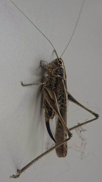 Platycleis affinis - púposhasú rétiszöcske