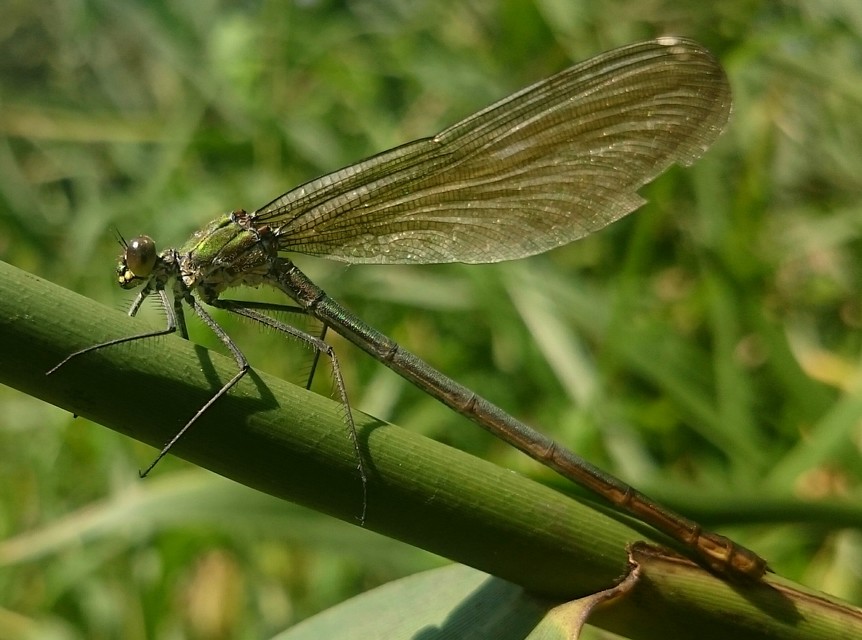 Calopteryx splendens - sávos szitakötő