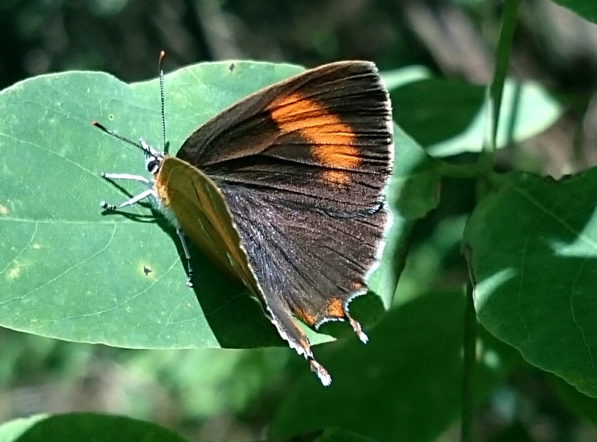 Thecla betulae - nyírfalepke