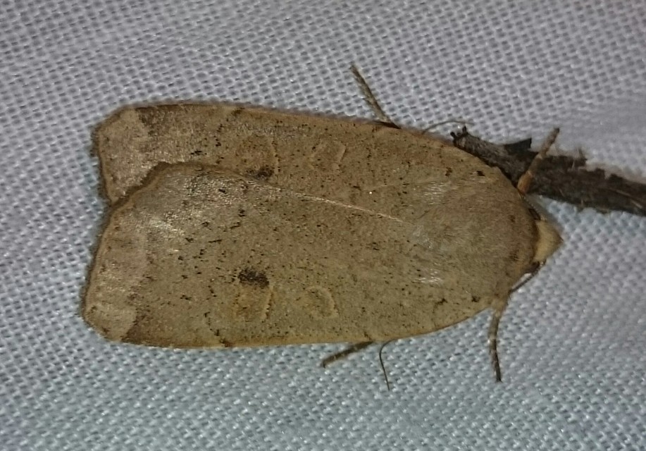 Noctua comes - kis sárgafűbagoly