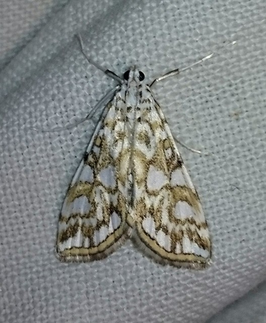 Elophila nymphaeata - tarka vízimoly