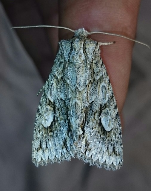 Meganephria bimaculosa - kétfoltos szilbagoly