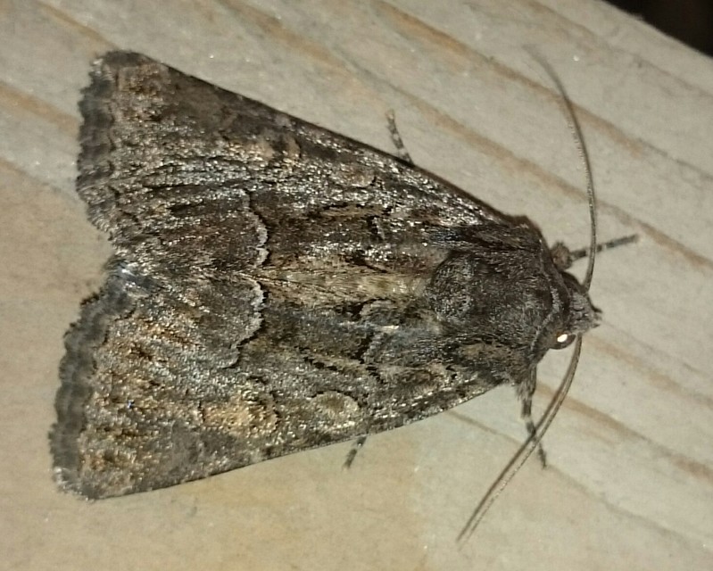 Thalpophila matura - fakó erdeibagoly