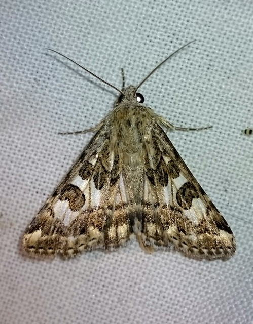 Protoschinia scutosa - tüskéslábú bagoly
