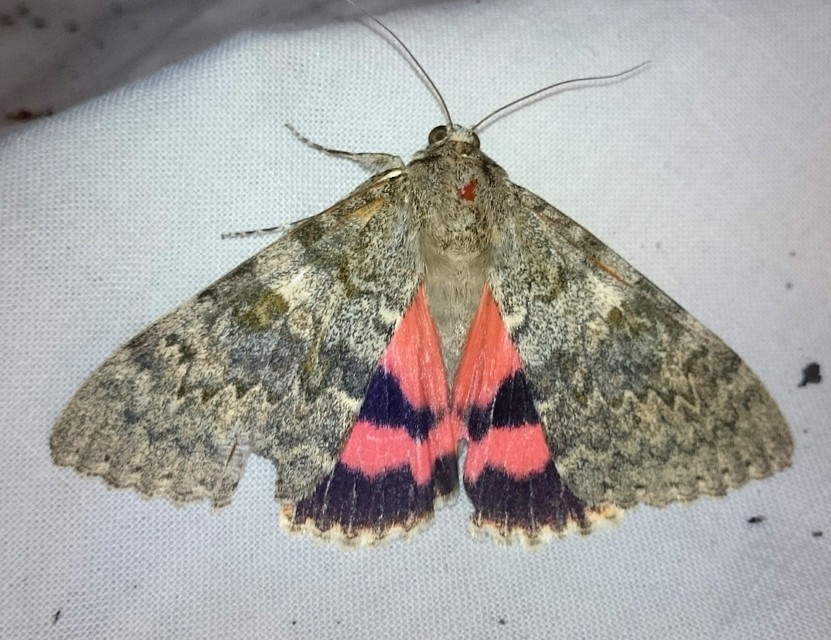 Catocala elocata - közönséges övesbagoly