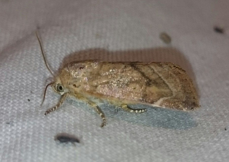 Cosmia affinis - barna lombbagoly