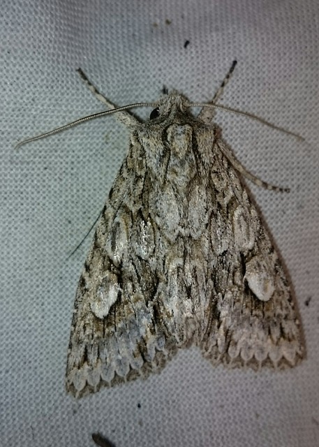 Meganephria bimaculosa - kétfoltos szilbagoly