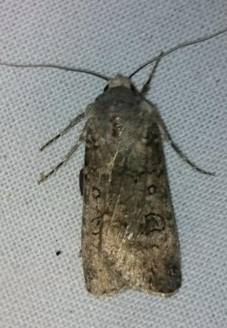Agrotis segetum - vetési földibagoly