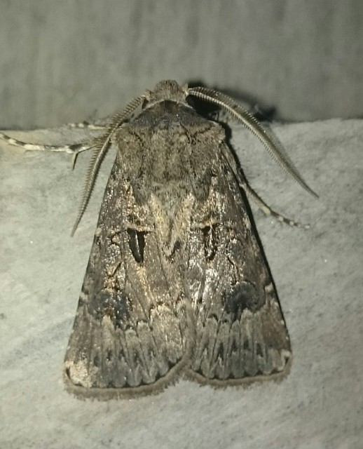 Agrotis bigramma - kétjegyű földibagoly