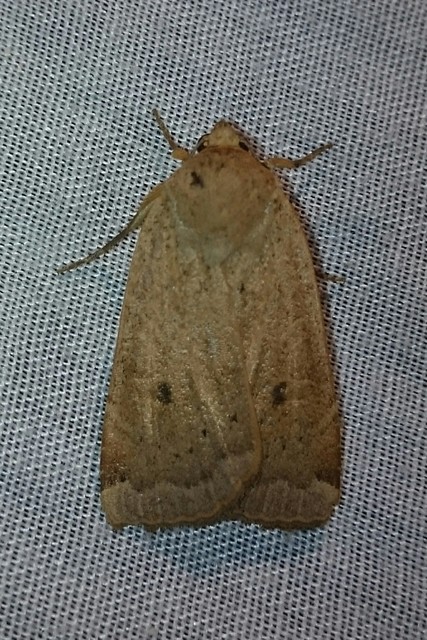 Noctua comes - kis sárgafűbagoly