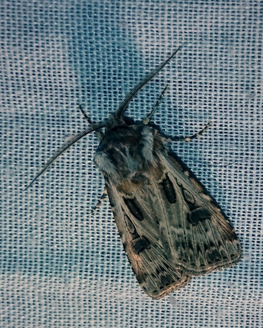 Agrotis vestigialis - őszi földibagoly