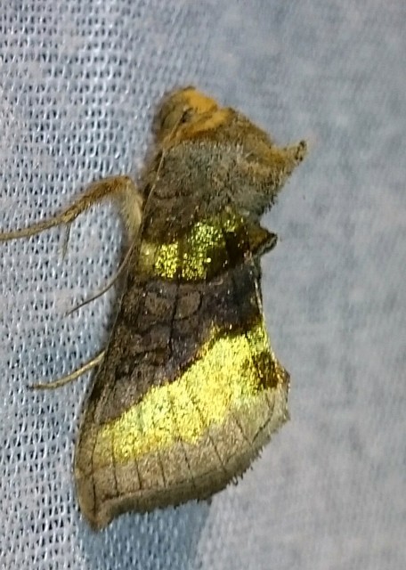Diachrysia chrysitis - aranybagoly
