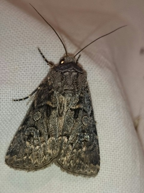 Agrotis bigramma - kétjegyű földibagoly