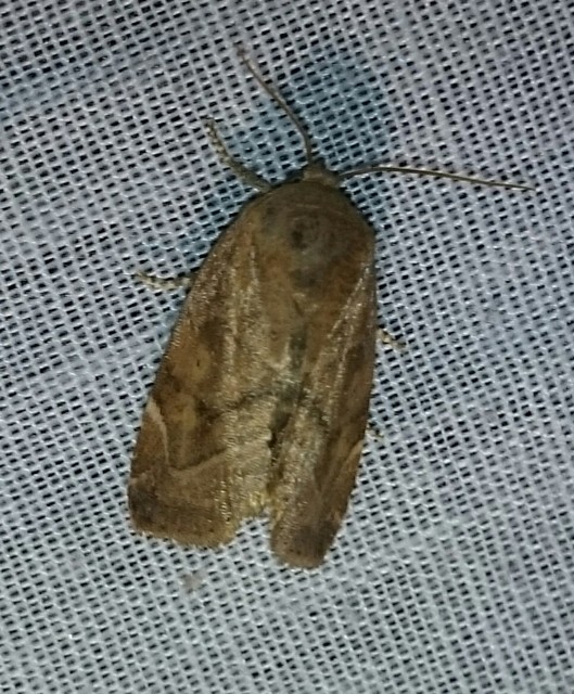 Cosmia affinis - barna lombbagoly