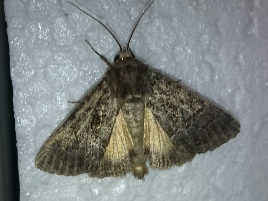 Thalpophila matura - fakó erdeibagoly