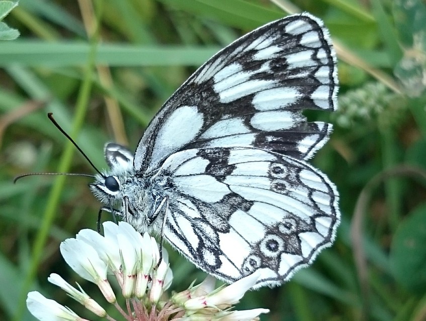 Melanargia galathea - sakktáblalepke