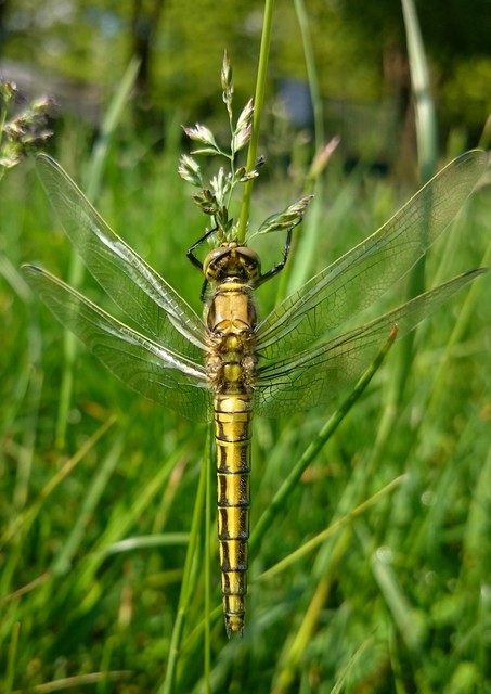 Orthetrum cancellatum - feketefarkú pásztorszitakötő