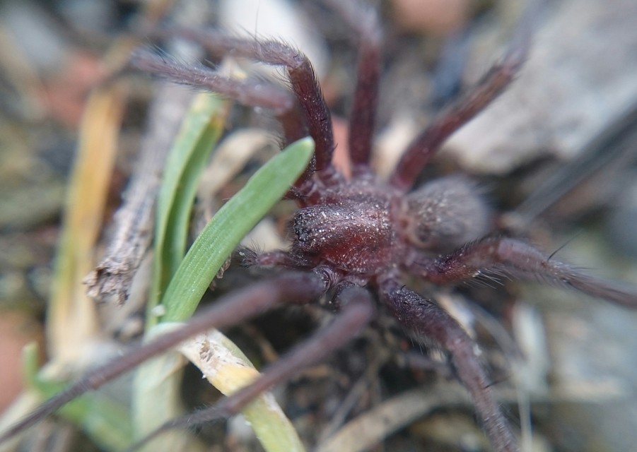 Tegenaria domestica - házi zugpók