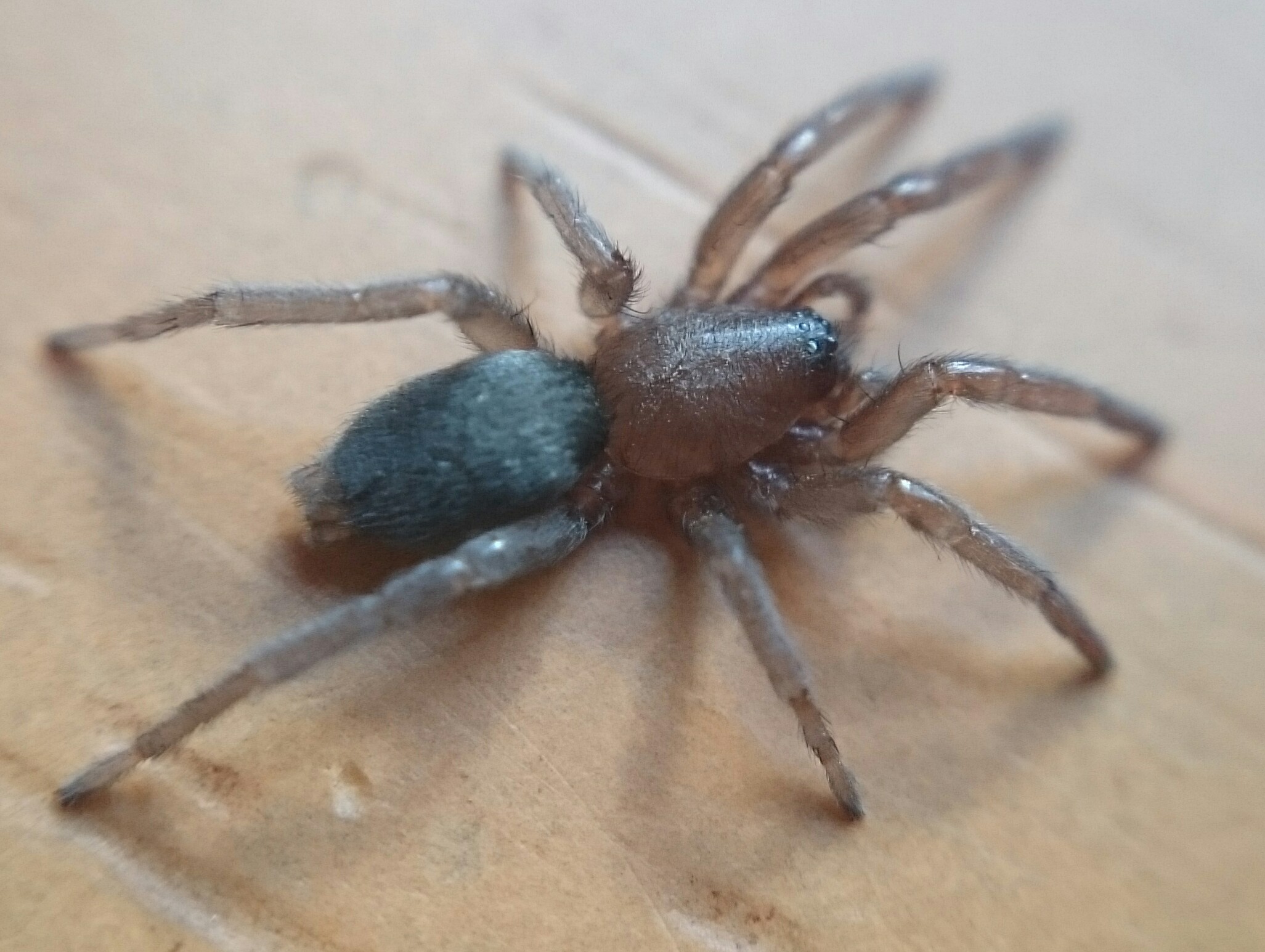 Drassodes lapidosus - barna kövipók