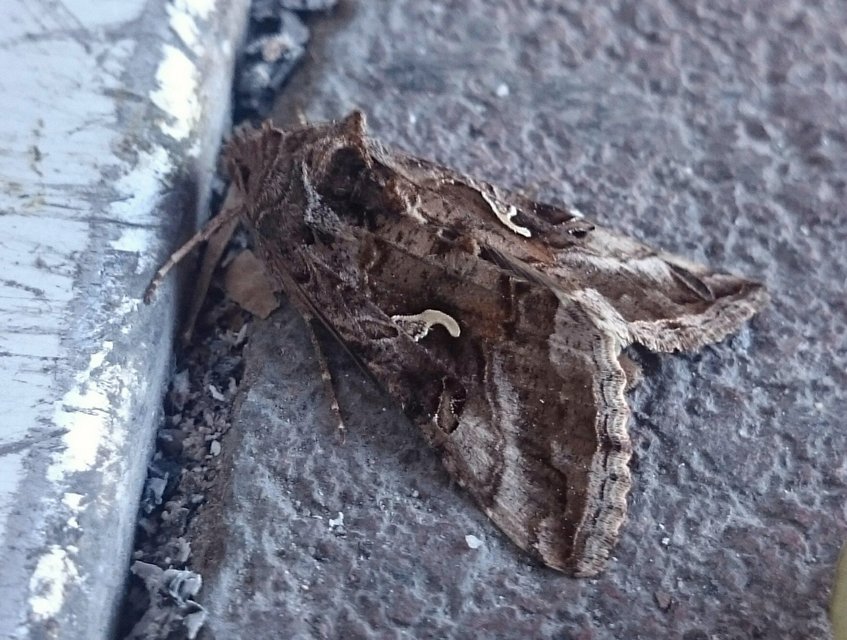 Autographa gamma - gammalepke