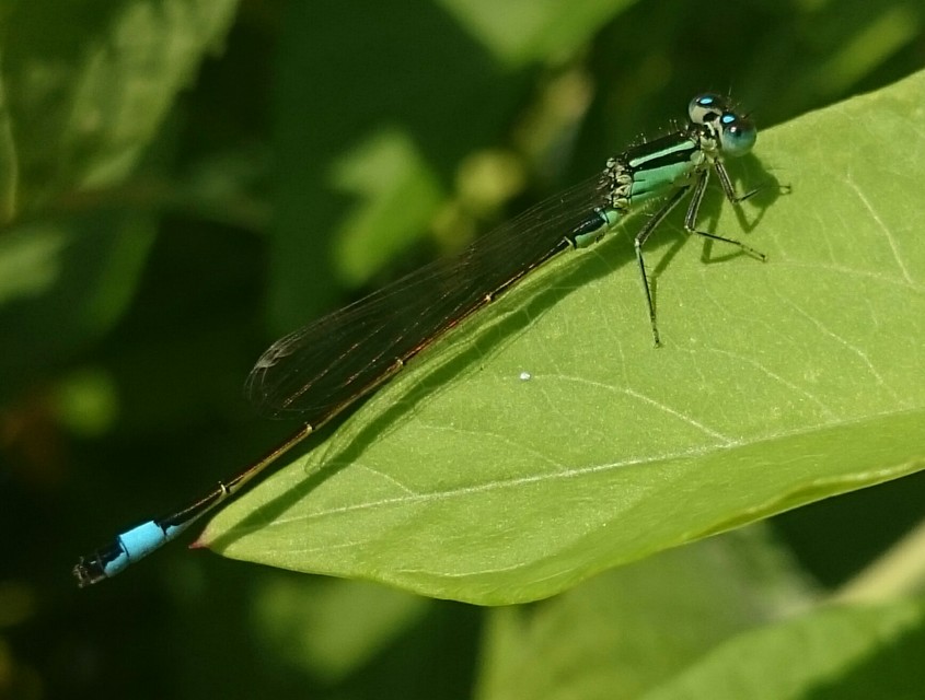 Ischnura elegans