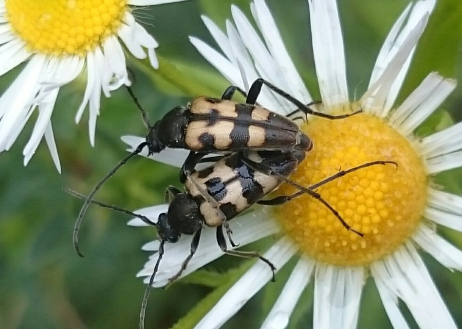 Pachytodes erraticus - rajzos virágcincér
