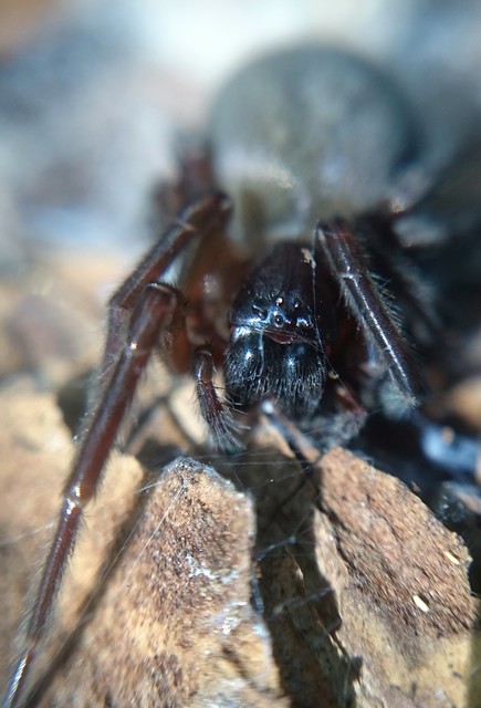 Amaurobius ferox - nagy eretnekpók