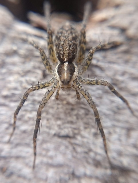 Pardosa palustris