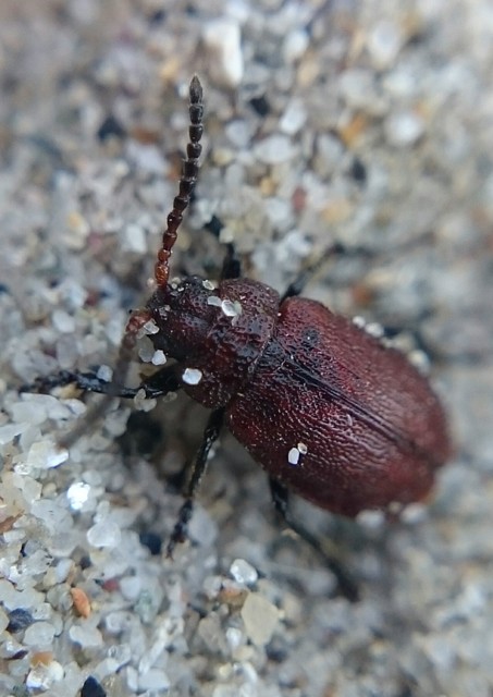Galeruca rufa - vörös olajosbogár