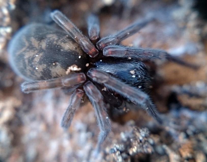 Amaurobius erberi - kis eretnekpók