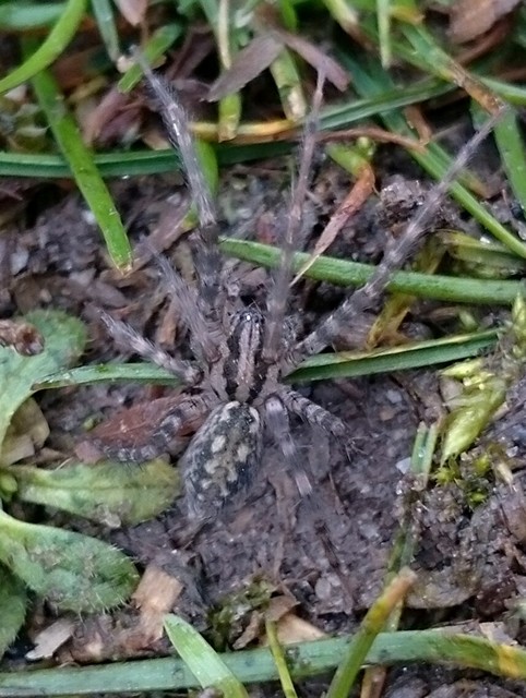 Tegenaria hasperi - ezüstös zugpók