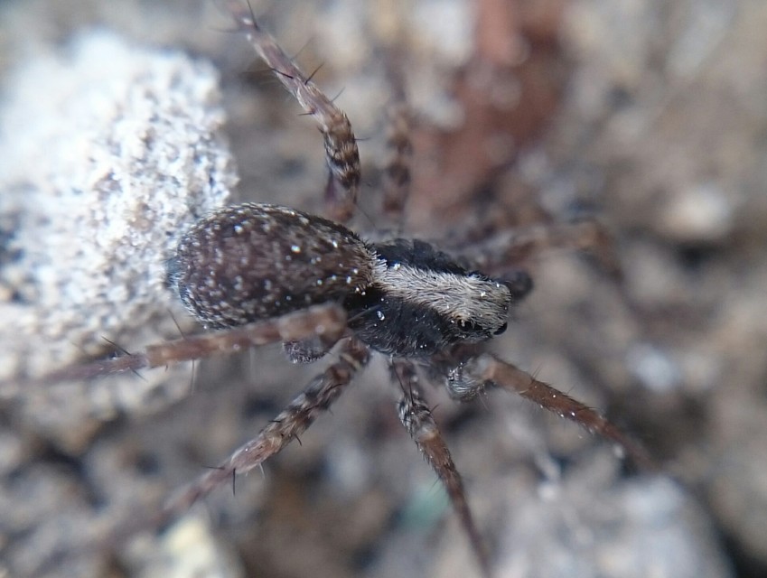 Pardosa lugubris - gyászfarkaspók