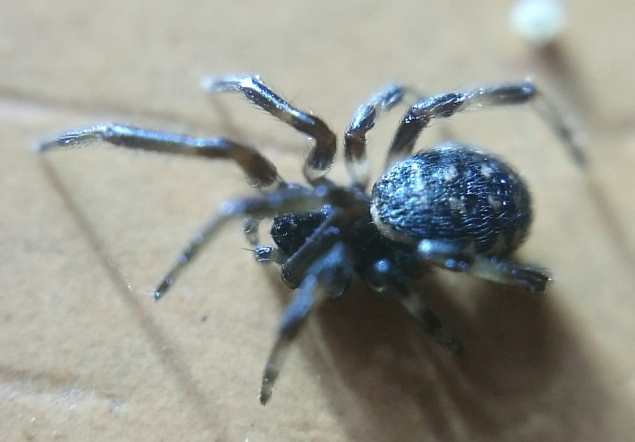 Steatoda albomaculata - koszorús törpepók