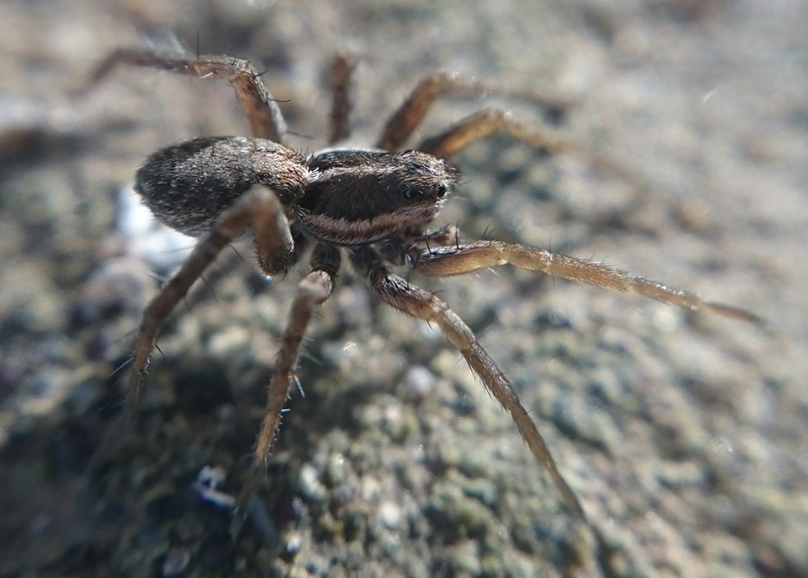 Pardosa palustris