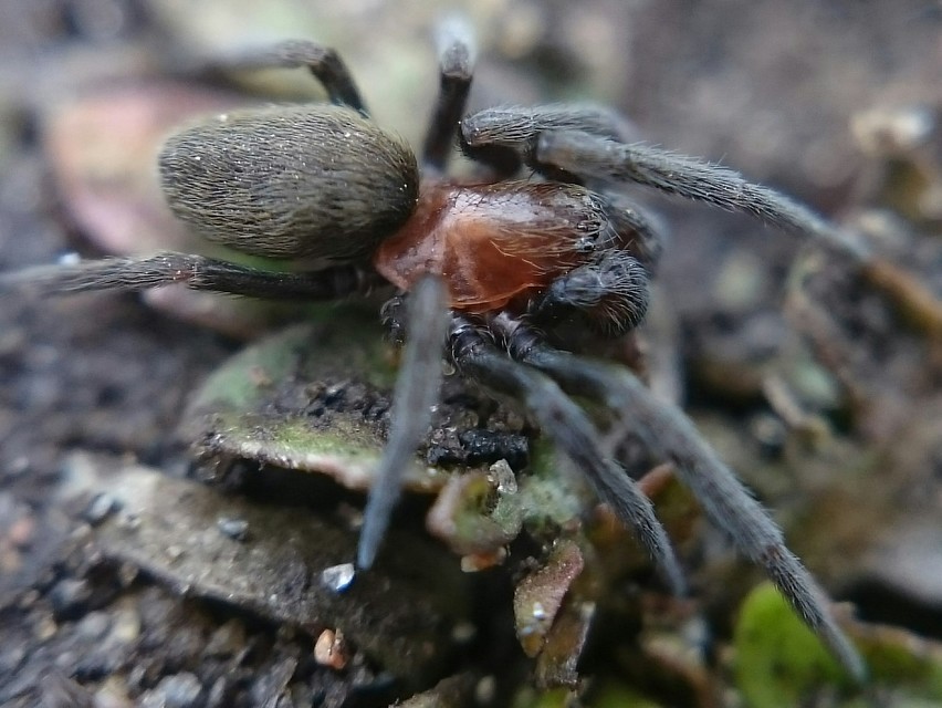 Titanoeca spominima