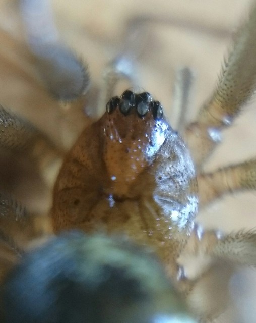 Steatoda castanea - gesztenyeszínű faggyúpók