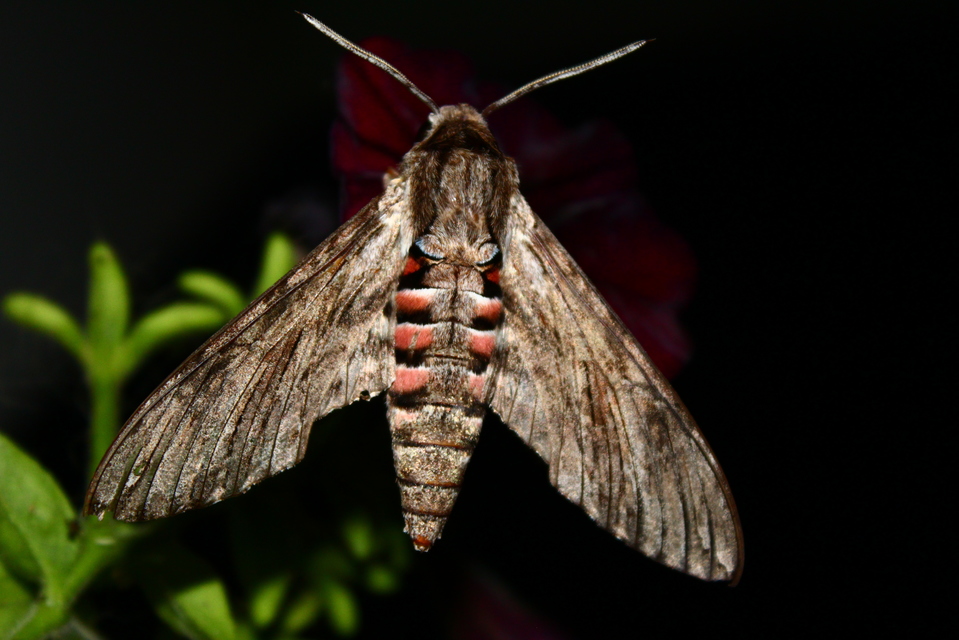 Agrius convolvuli - szulákszender