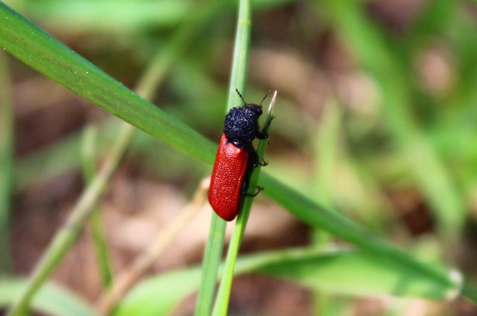 Bostrichus capucinus - piros csuklyásszú