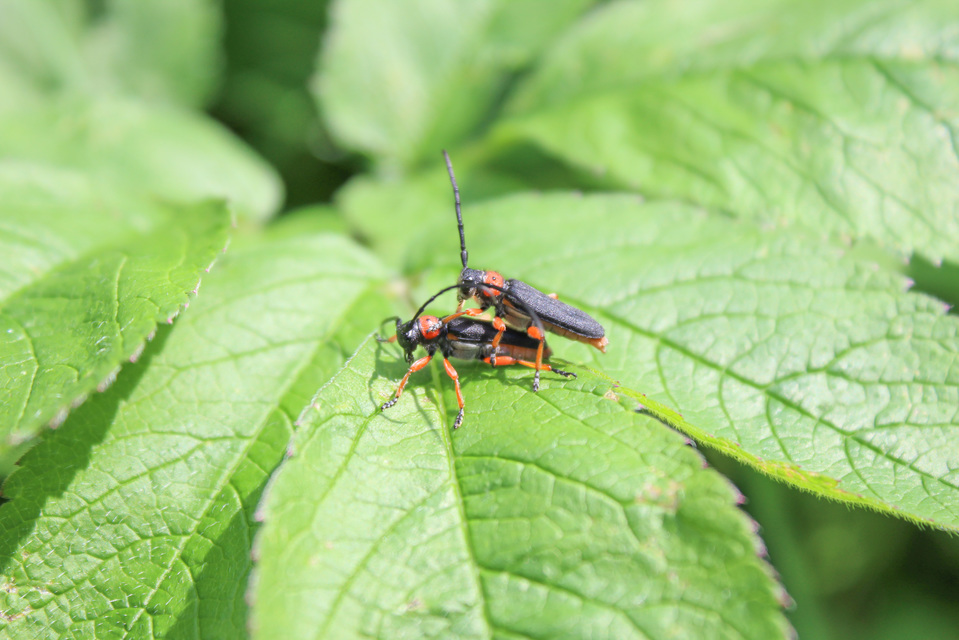 Phytoecia affinis - feketefejű cincér