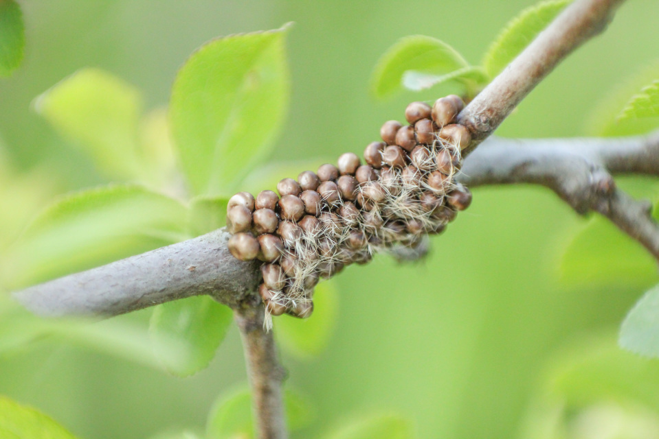 Saturnia pavoniella/pavonia