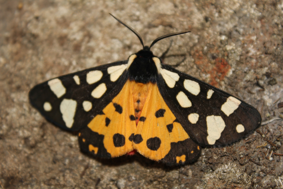 Arctia villica - fekete medvelepke