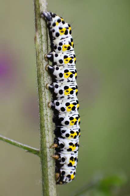 Shargacucullia gozmanyi/scrophulariae/verbasci