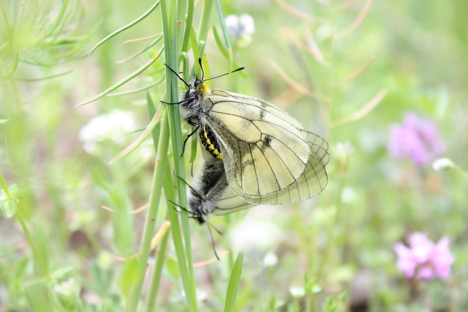 Parnassius mnemosyne - kis apollólepke
