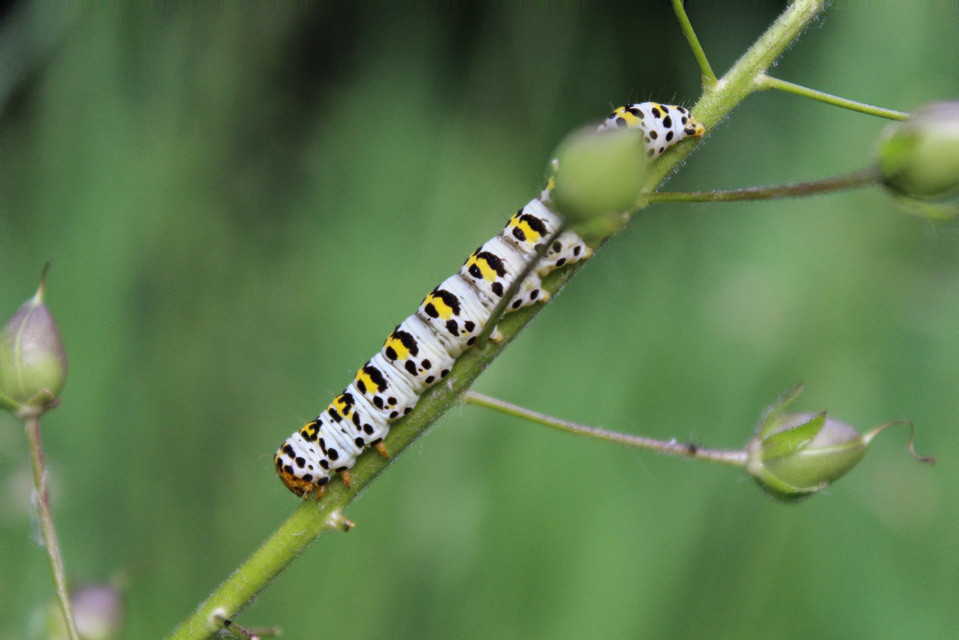 Shargacucullia gozmanyi/scrophulariae/verbasci
